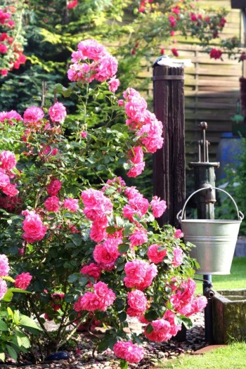 Троянда плетиста Розаріум Ютерсен (сріблясто-рожева) | Rose climber Rosarium Uetersen (silver-pink) | Роза плетистая Розариум Ютерсен (серебристо-розовая)